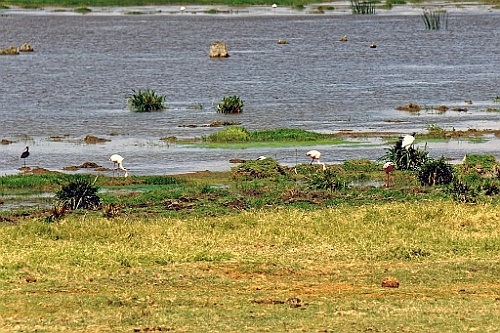 Kenia (236)